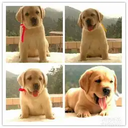  神犬小七买就送小狗用品纯种拉布拉多