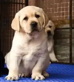  重庆纯种健康拉布拉多价格重庆哪里卖的拉布拉多好多钱重庆出售拉布拉多