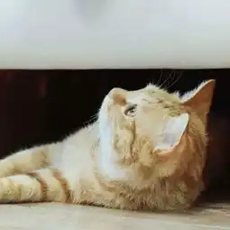  猫猫狗狗的有爱情侣头像