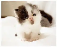 mo滴最爱