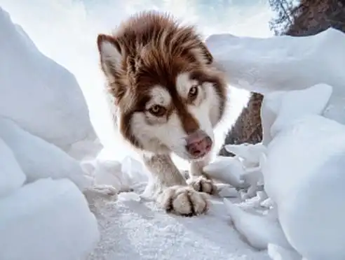  性格方面,阿拉斯加雪橇犬,相对于哈士奇更加憨厚和稳重