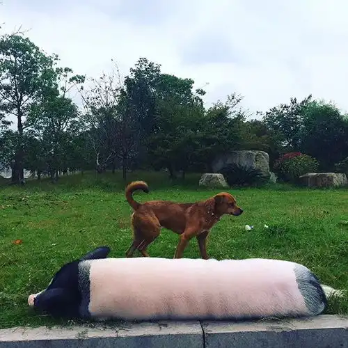  一对外国情侣养200多斤的大肥猪当宠物一年前在温州...