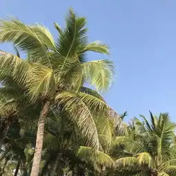 三亚游记