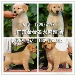  广州金毛价格_金毛幼犬售价纯种金毛犬金毛寻回犬_金毛图片-黄页88网