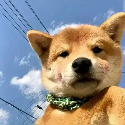 呆萌狗子头像图片可爱