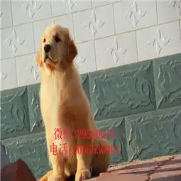  衡阳金毛幼犬纯种金毛幼犬金毛图片枫叶红金毛