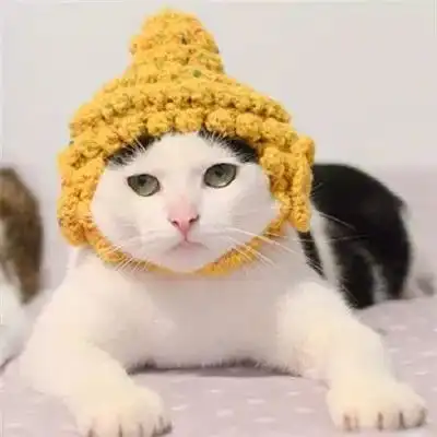  都2018年年末了,我还是没找到一起用猫咪情侣头像的人...