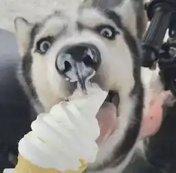  又双叒是一个情人节谁说单身狗今天过得不开心