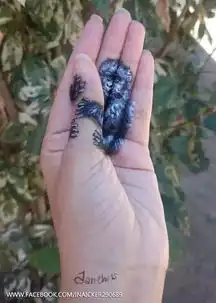  她们用身体作画,惊艳了全世界