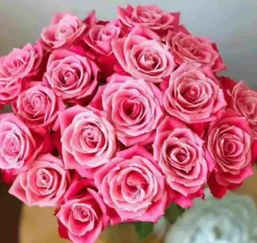  新手养花,不如养盆花中精品泰姬,花开如美姬,清奇美丽