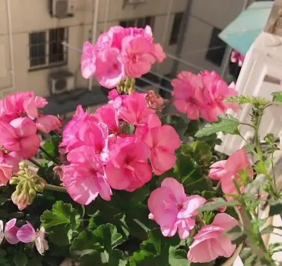  3种花养护起来要注意,可浇水禁喷水,否则掉叶烂花苞