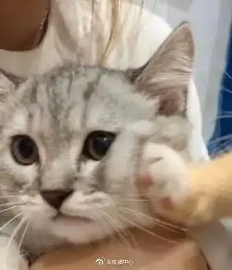  我家猫看到狗糟蹋猪后,自闭了生活