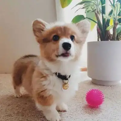  柯基头像可爱超萌图片无水印高清柯基微信头像