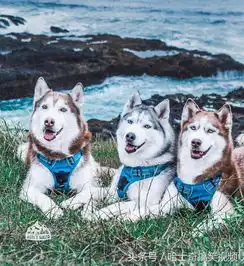  情侣带三只哈士奇去野外探险,网友如果遇到狼能打赢吗