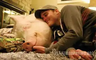  小伙子买了一只迷你猪,然后它长大了