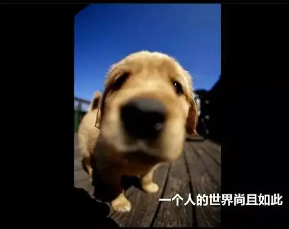  专治不开心,看完心情大好