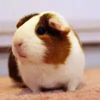 荷兰猪头像图片大全
