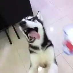  狗子一犯错立马就怂了,可最后一只也太嚣张了