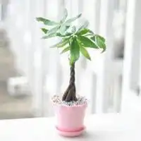  微信头像一盆花微信头像图片大全