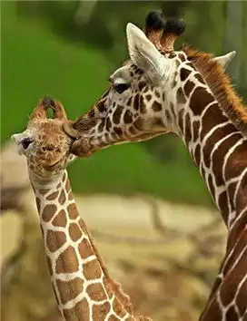  动物情侣接吻秀恩爱表达爱意不逊人类