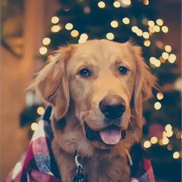  大金毛和哈士奇一起养画面太美不敢看