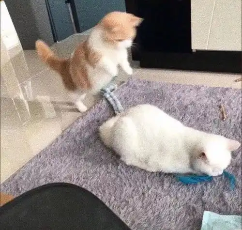  背景图突击检查仪容仪表几天没洗头了