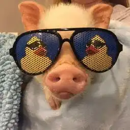  听说最近很流行吸猪