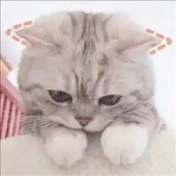  猫咪情侣头像一左一右