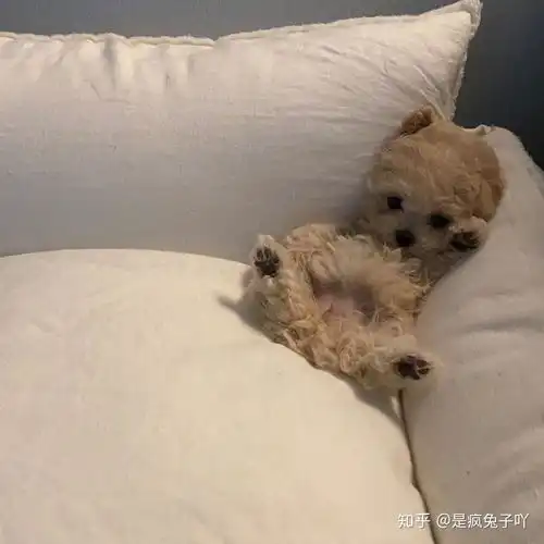 爆皮是卡粉吗