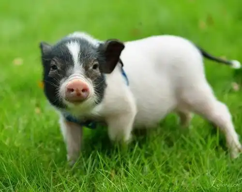  河北恒银期货生猪期货今日呈现持续下跌趋势