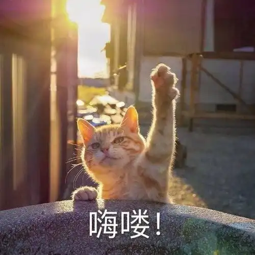 可以拿来发说说的沙雕可爱文案,十级搞笑