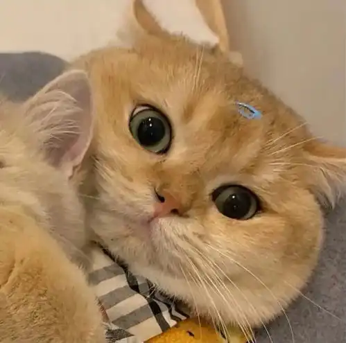  换了这8组猫猫情侣头像的都越来越幸福