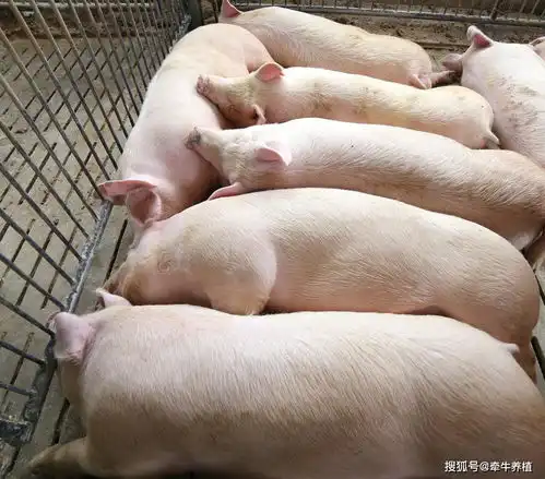  冯永辉生猪价格出现高位震荡,局部地区阶段性高点出现