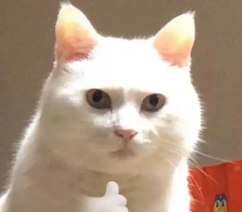 哪些养猫行为,其实是在让猫咪承受痛苦