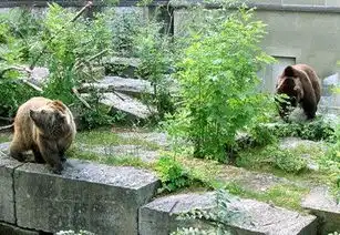  伯尔尼熊出没的钟表名都,推荐情侣全家古城