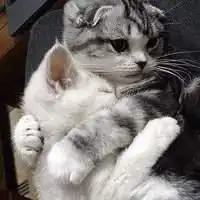  真实的猫咪情侣头像,两张,只要猫咪,情侣的