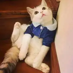  谁有那种看起来很机智可爱的猫的头像越多越好