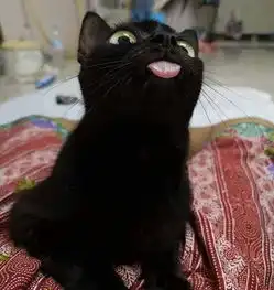  搞笑表情包像我这样的好男人,不知道以后便宜哪家姑娘