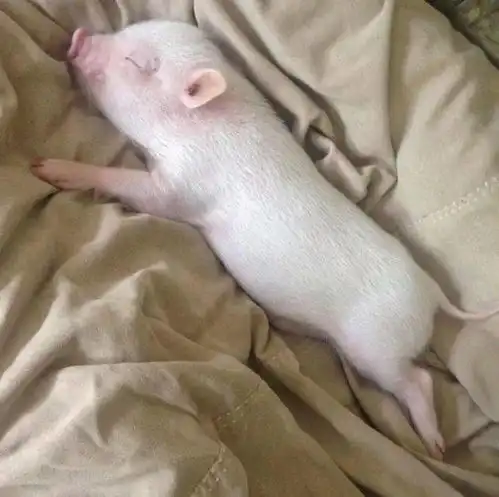  萌宠头像猫咪猪猪柯基头像