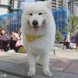  萨摩耶独自乘地铁离家出走主人被家里的哈士奇带坏了