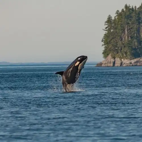  有什么好看的虎鲸图片