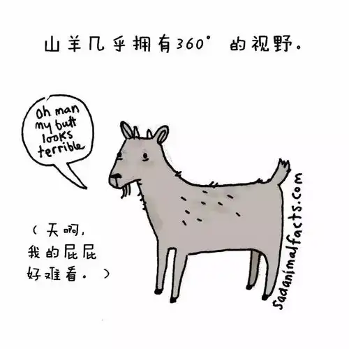  什么,鲨鱼怀孕要4年而猪是看不到天空的