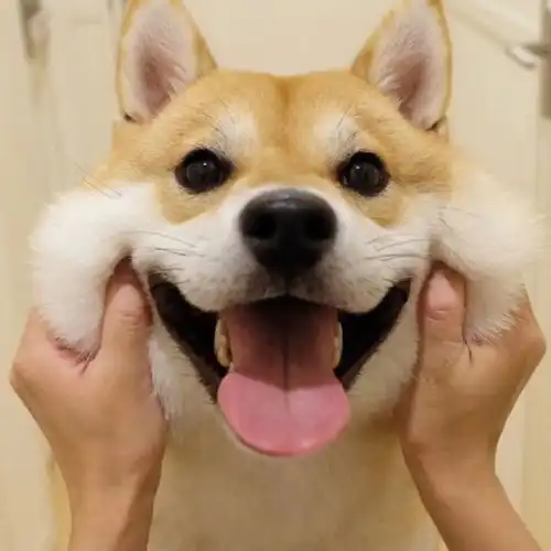  这个是不是情侣用的头像