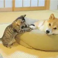  猫咪和柴犬的情侣头像微信头像图片大全