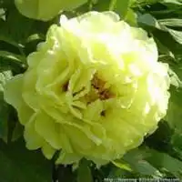  牡丹花头像大全大图微信头像图片大全