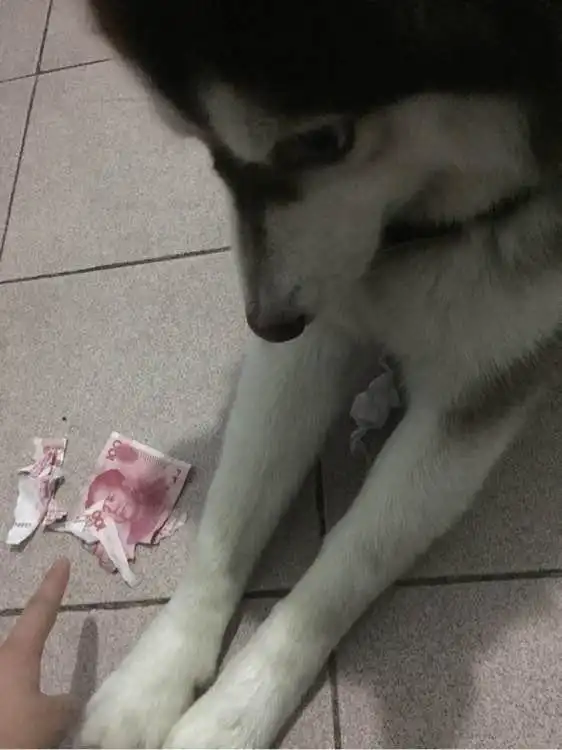  哈士奇因主人情人节要女友不要它,这货竟毁了钱包里的所有一百块