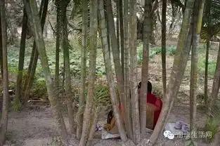  开眼了,中国边上一个情人之间不能接吻的国家