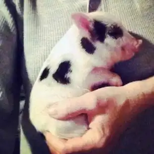  超萌迷你猪镜头感十足