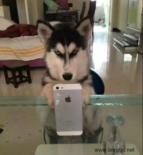  动物也搞笑自拍的时候,表情一定要到位