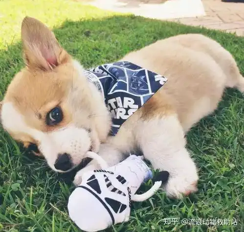  小宠大揭秘长期让狗狗站立会导致什么